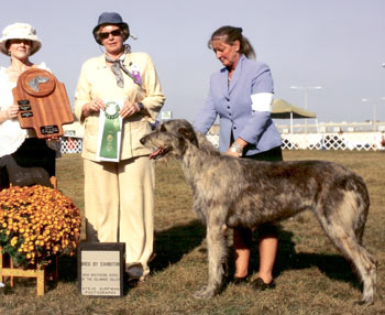 Guffaw winning Best Bred by Exhibitor at IWADV 2007
