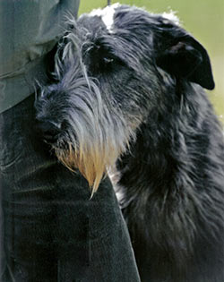 Caper head study 2008