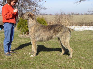 Olive Aerie of Eagle