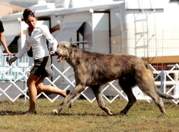 Quintus moving at IWADV '07