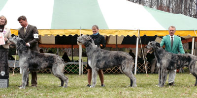 Quintus Stud Dog 