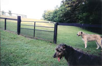 Paddock