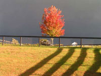 Puppy paddock